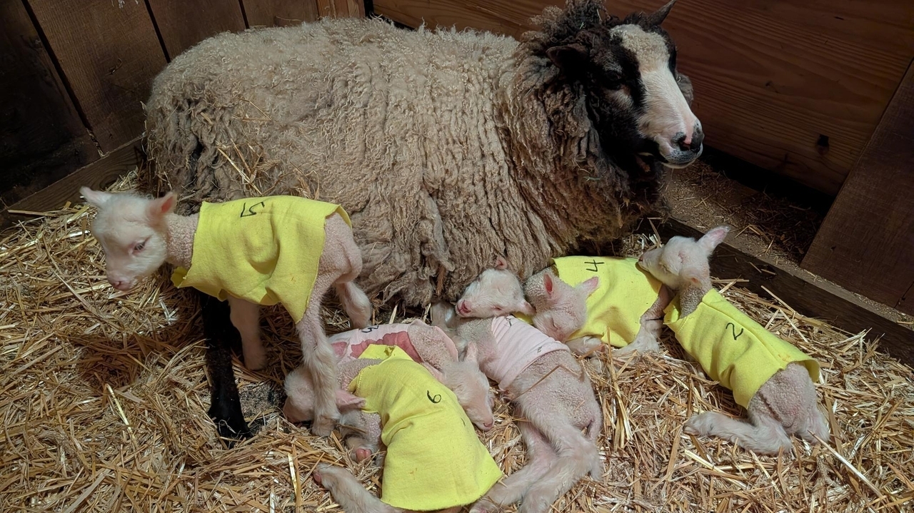 Farmers in Vermont expected a sheep to have twins. She ended up having rare sextuplets.