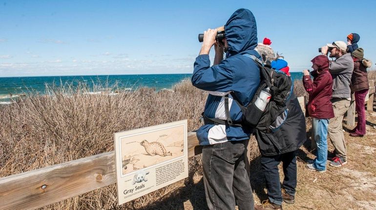 Participants in a seal walk look at a seal at...