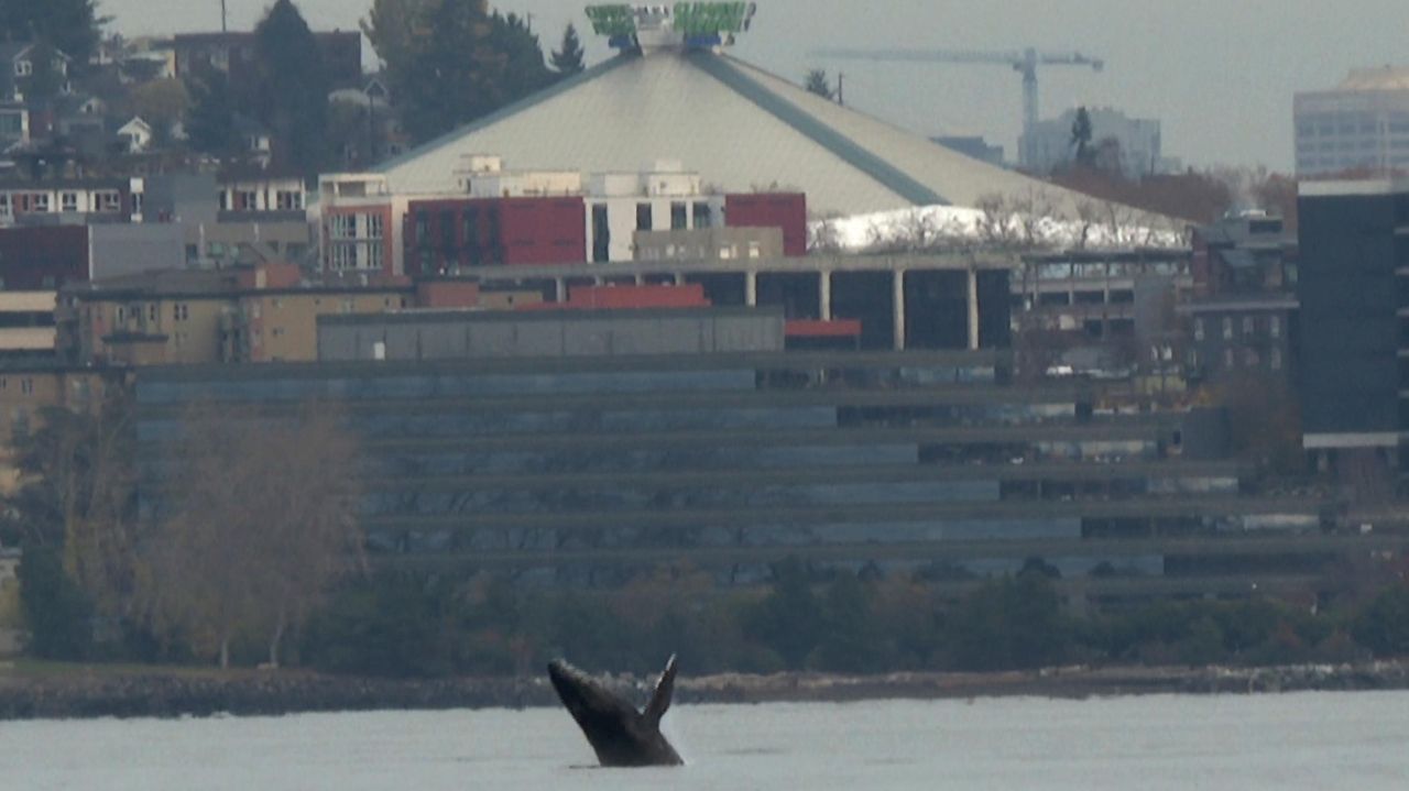 Young humpback whale leaps out of Seattle bay, dazzling onlookers