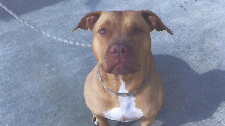 Oyster Bay Town wants animal rescuer to post $31G bond to save pit bull ...