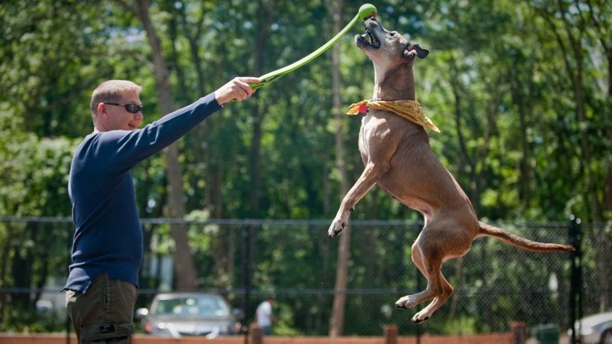 Oyster Bay's first townrun dog park opens Newsday