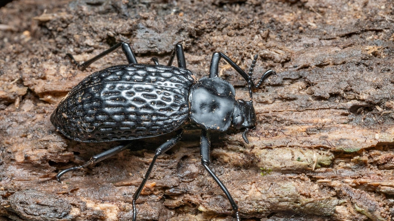 An Amazonian race that's bugging scientists