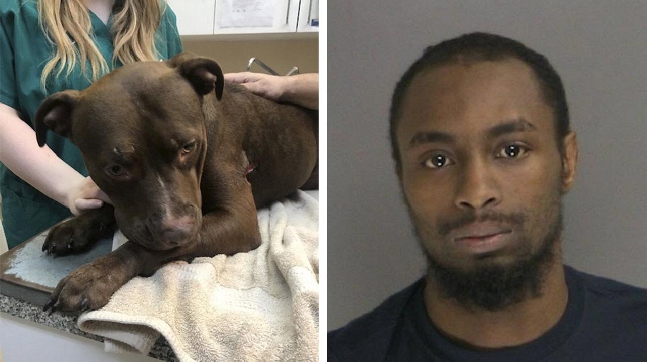 Man Fatally Stabs Family Dog, Injures Another In Dispute, Police Say ...