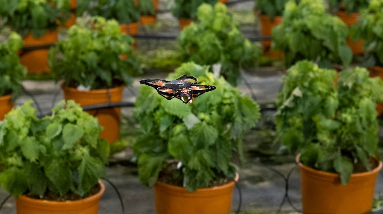 Drones vs. hungry moths Hightech insect killers protect crops Newsday