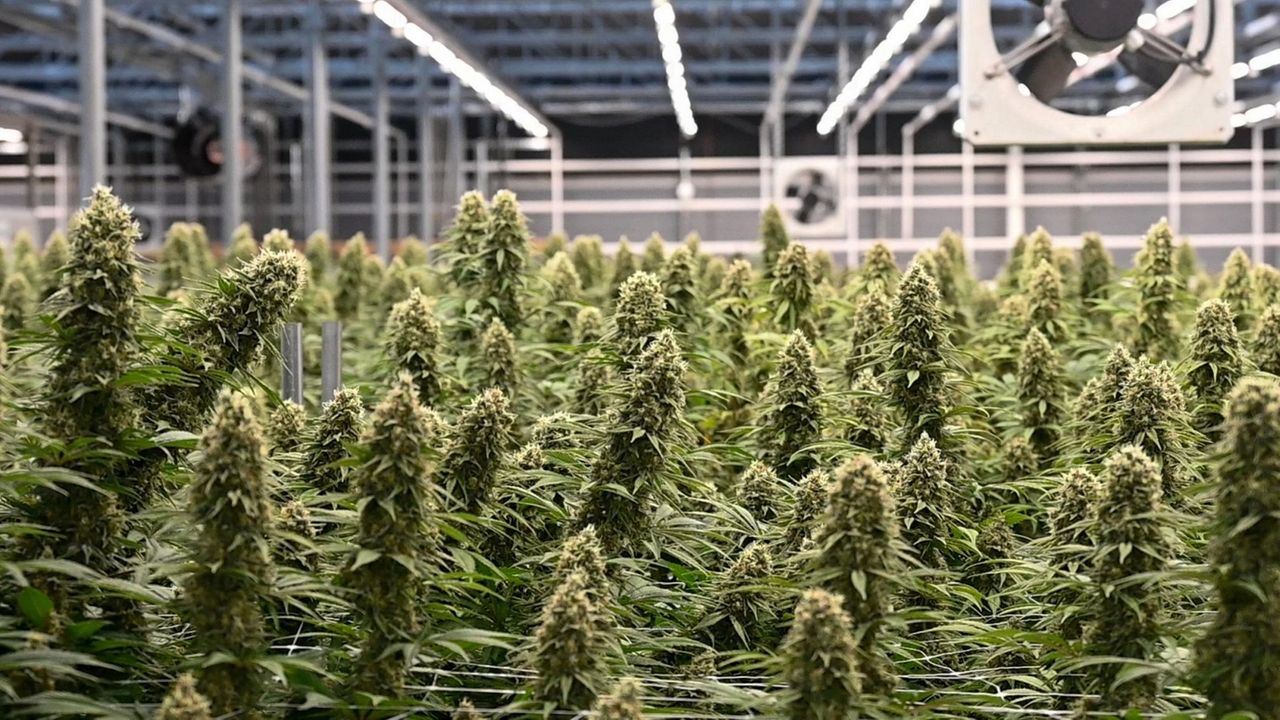 See how medical marijuana is grown on Long Island Newsday