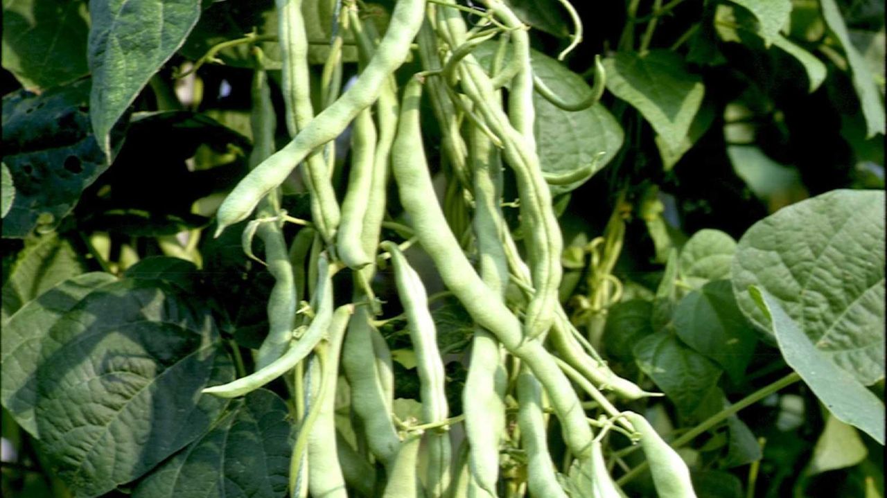 Tardy pole beans? Check your fertilizer - Newsday