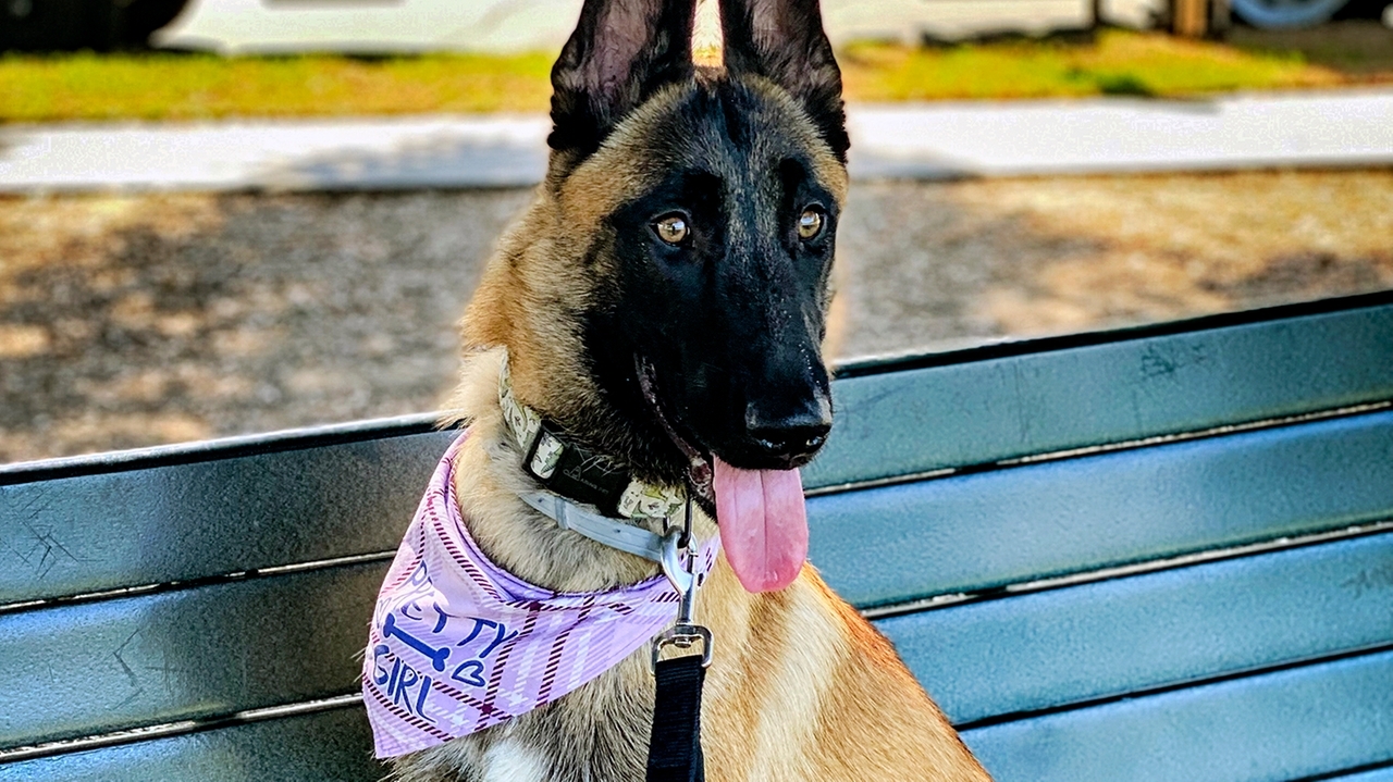 California dog trainer charged with animal cruelty, evidence ...