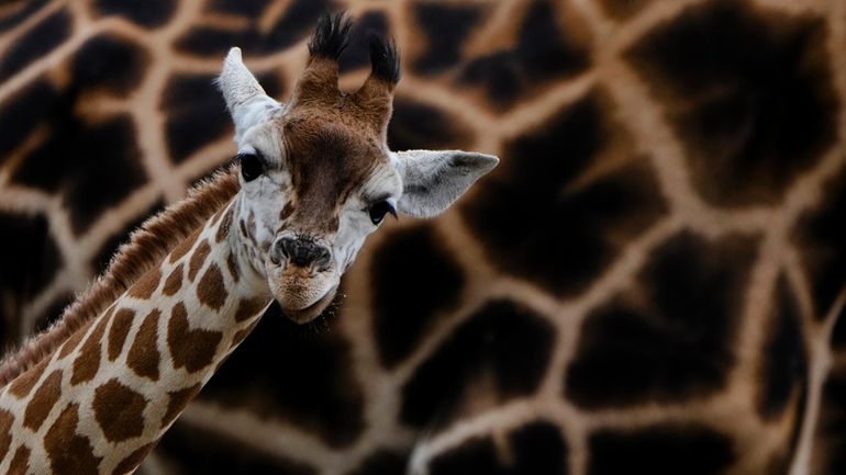 Emily, a new born Rothschild's Giraffe, born on Aug. 11,...