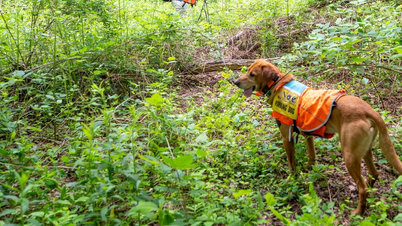 Turtle-sniffing dogs searching Long Island woods to protect species - Newsday