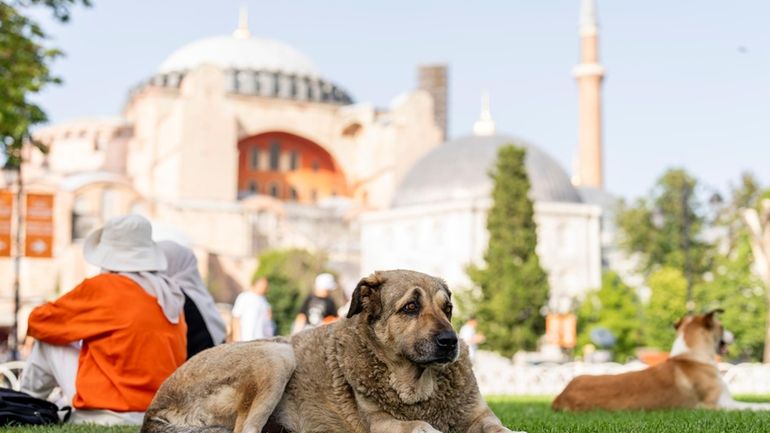 A stray dog rests outside Byzantine-era Hagia Sophia mosque in...