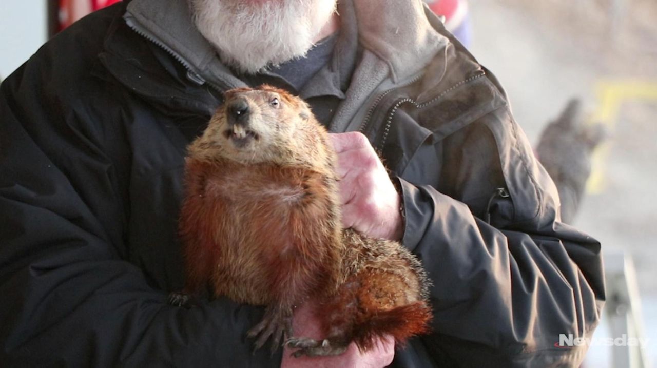 Long Island's groundhogs don't see shadows, predict early spring Newsday