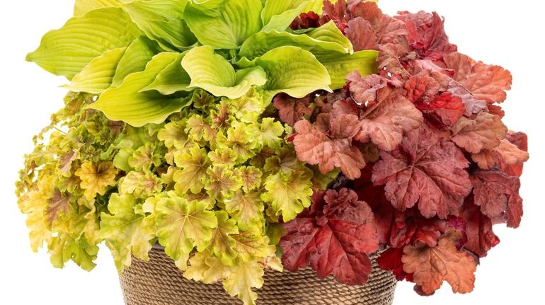 Dolce 'Apple Twist' and Primo 'Mahogany Monster' coral bells combine...