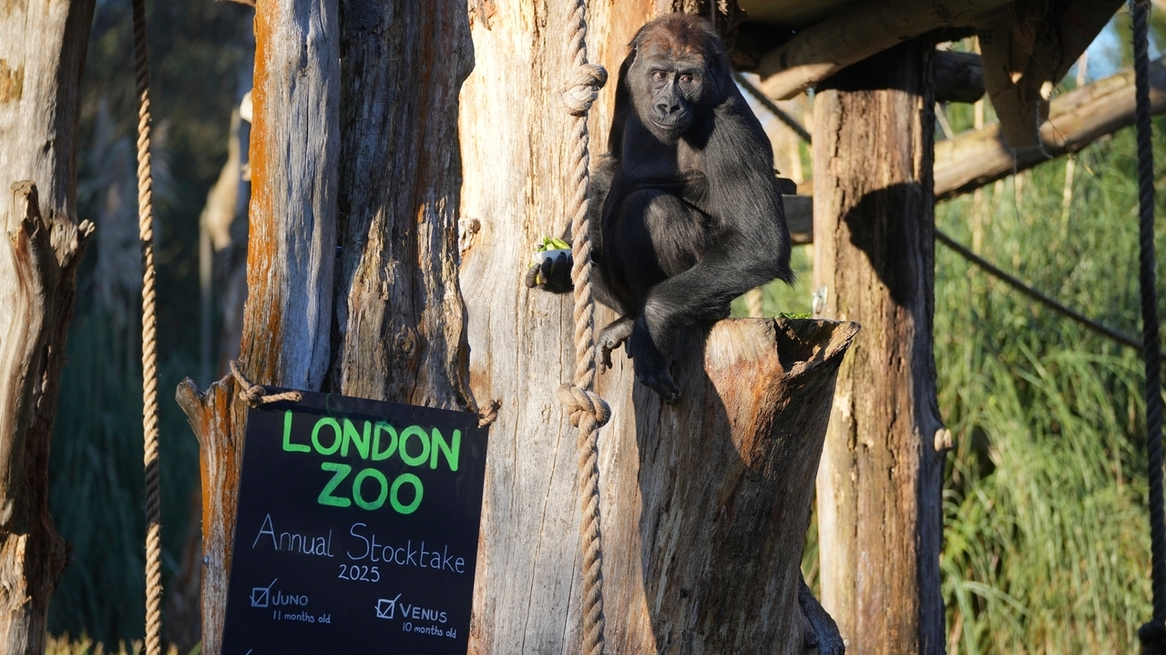 London Zoo's residents are counted in their annual stocktake, including 2 baby gorillas - Newsday