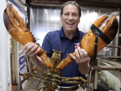 80-year-old lobster at Jordan Lobster Farms.
