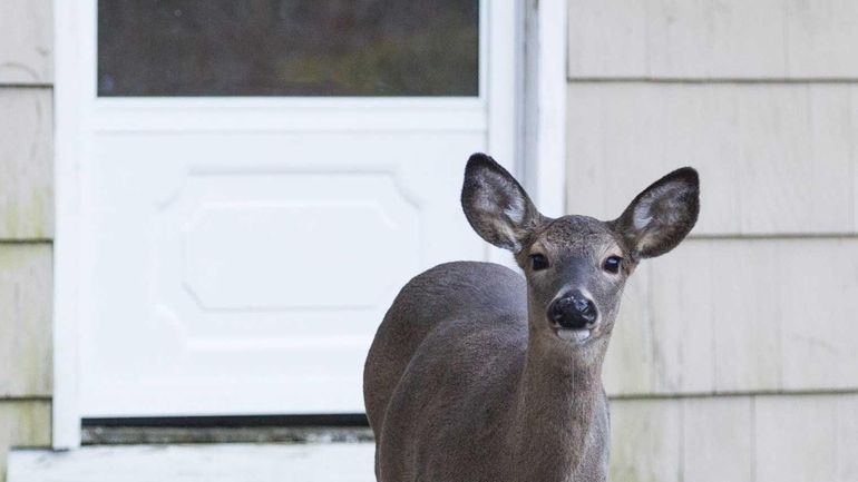 White-tailed deer intrude on the property of homes in Southold...