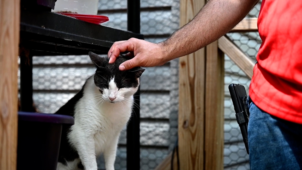 Picture of Feral cat colonies on Long Island and the people who care for them ...