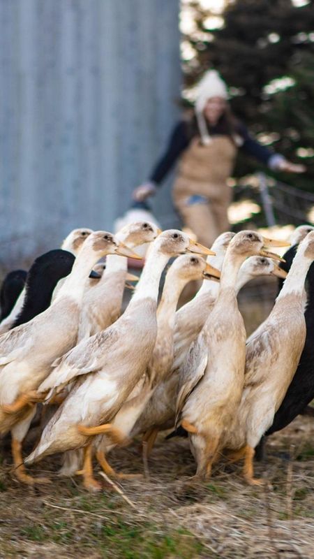 FMFEISTY190428_COLLAGE_DUCK