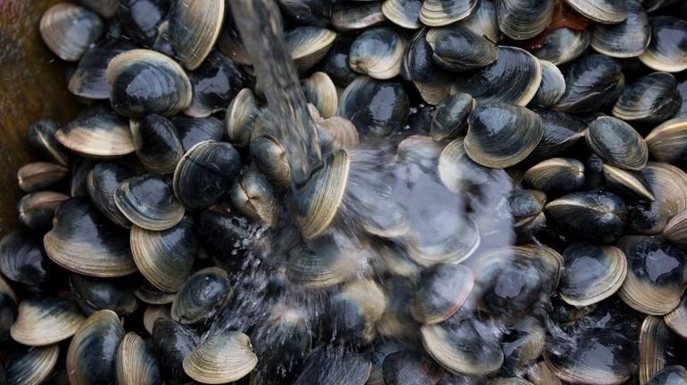 Clams are washed aboard a Frank M. Flower & Sons...