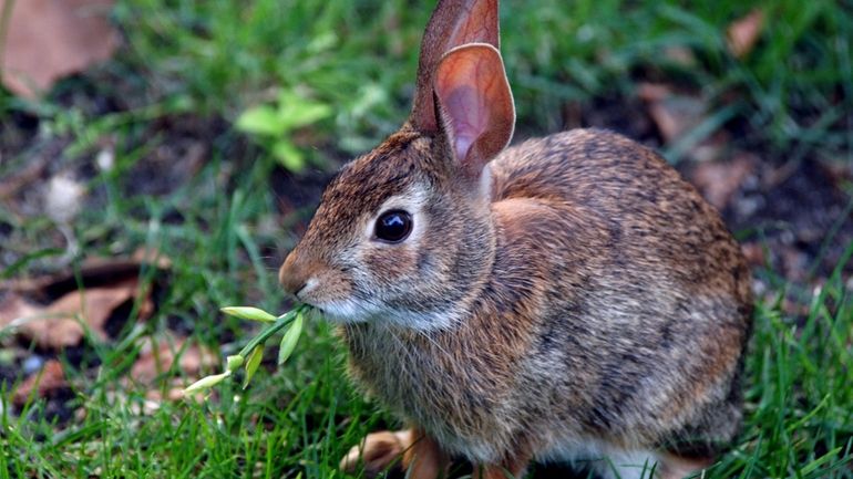 A wild rabbit eats a breakfast of plants and flowers...