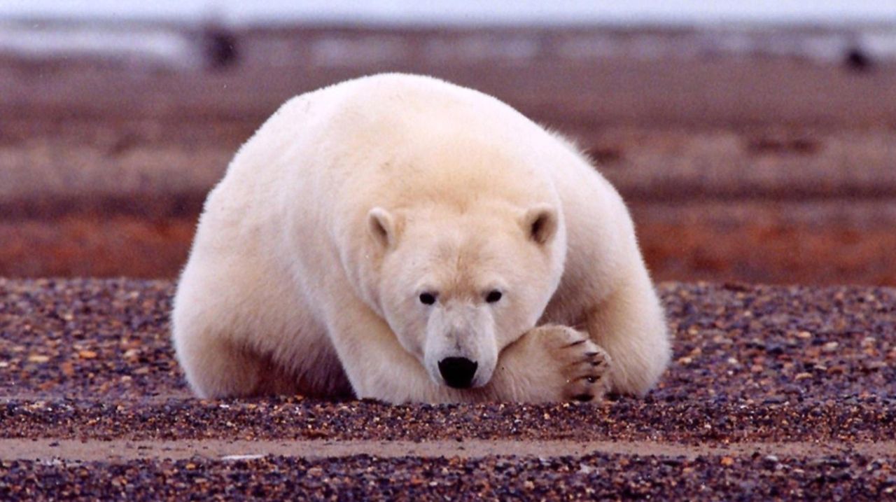 U.S. polar bears are losing. Here's why Newsday