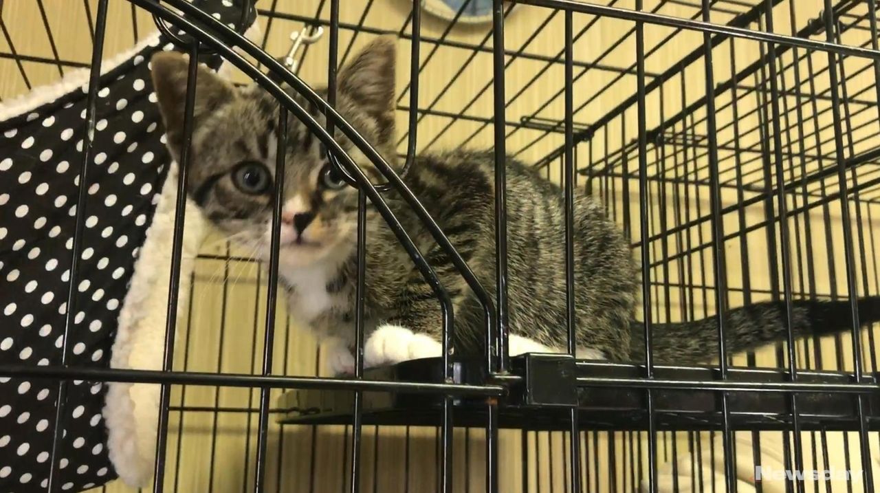 Babylon nears July opening of town’s new 10M animal shelter Newsday