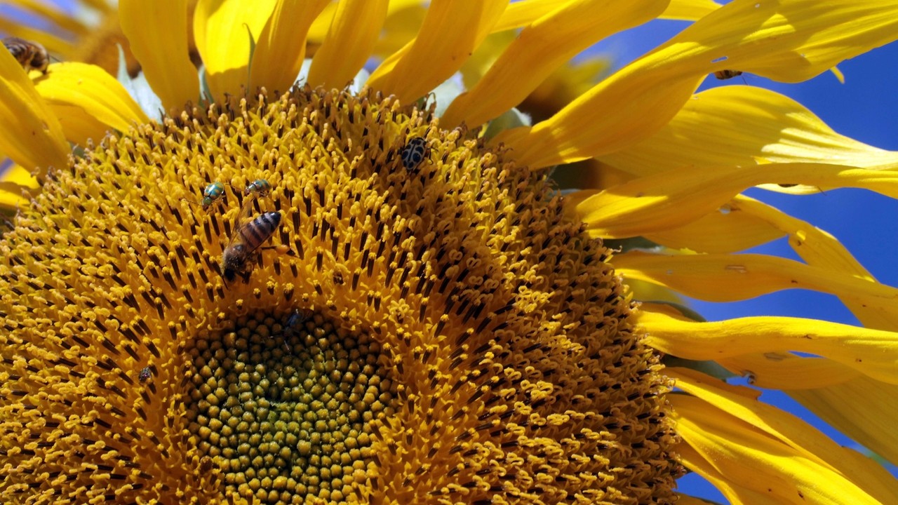 Warming and habitat loss shrink pollinator numbers. That may hit coffee, cocoa crops hard in future - Vimarsana News