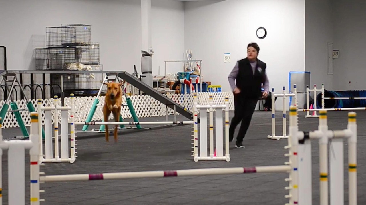 Athletic LI dogs run agility trial courses - Newsday