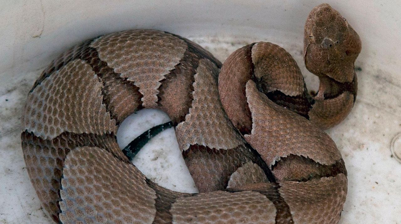 Officials Copperhead snake found outside Mineola auto body shop Newsday