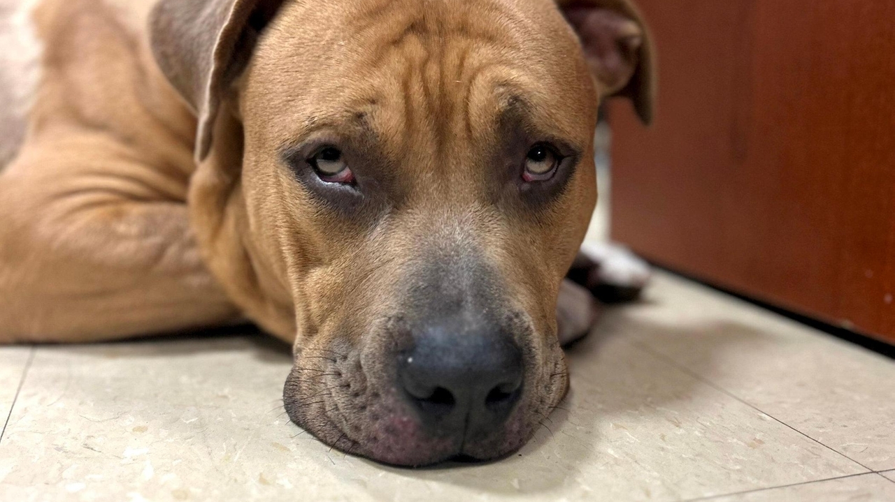 Public's help sought after Freeport dog stabbed 17 times - Newsday
