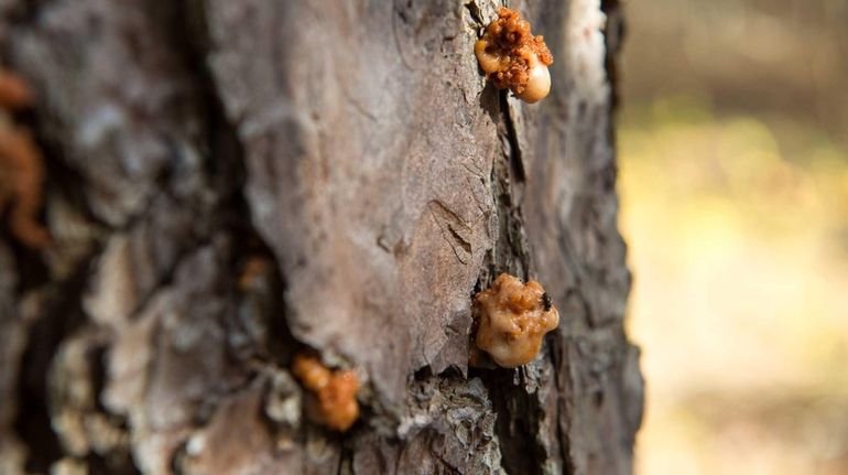 A pitch pine tree at the Wertheim National Wildlife Refuge...