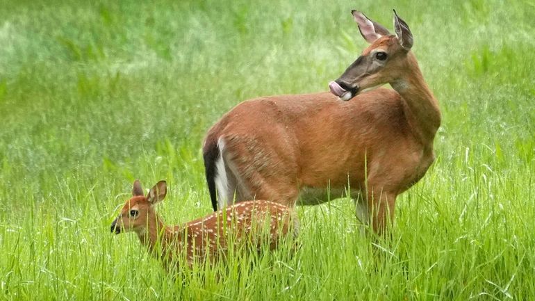 A whitetail doe and her fawn keep an eye out...