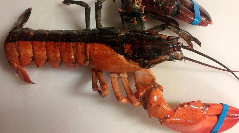 A rare, two-toned lobster appeared in a shipment to Stuart's...