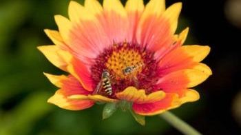 The blanket  flower is a  captivating medium-height summer bloomer.