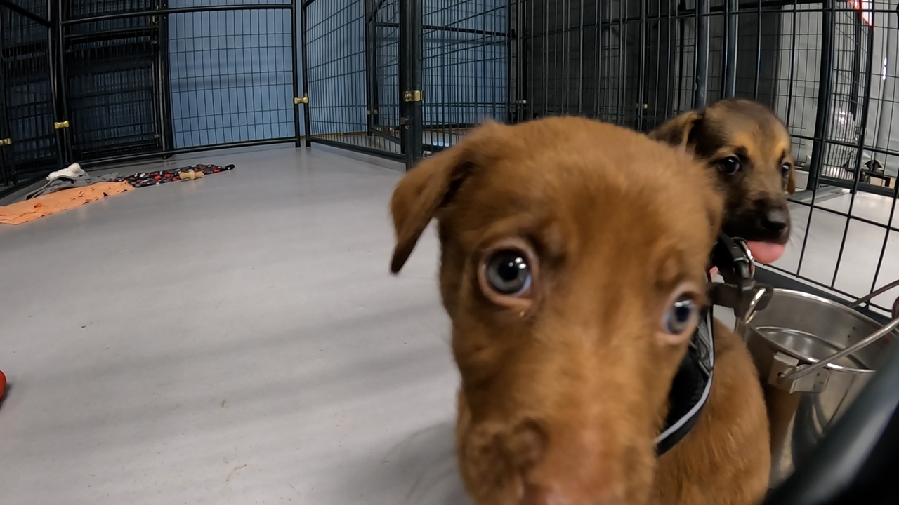 Tale of survival for puppies after Hurricane Helene - Newsday