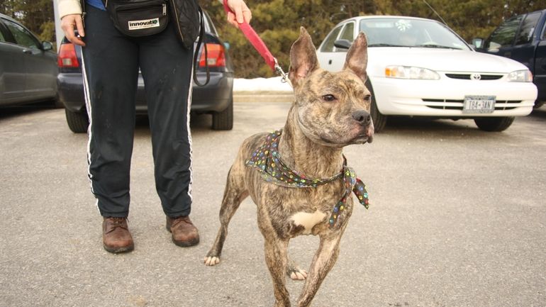 Dobbie, a pit bull mix, takes volunteer Karin Schlee for...