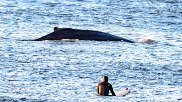 Surfer Miguel Rocca shares the waves with a whale off...