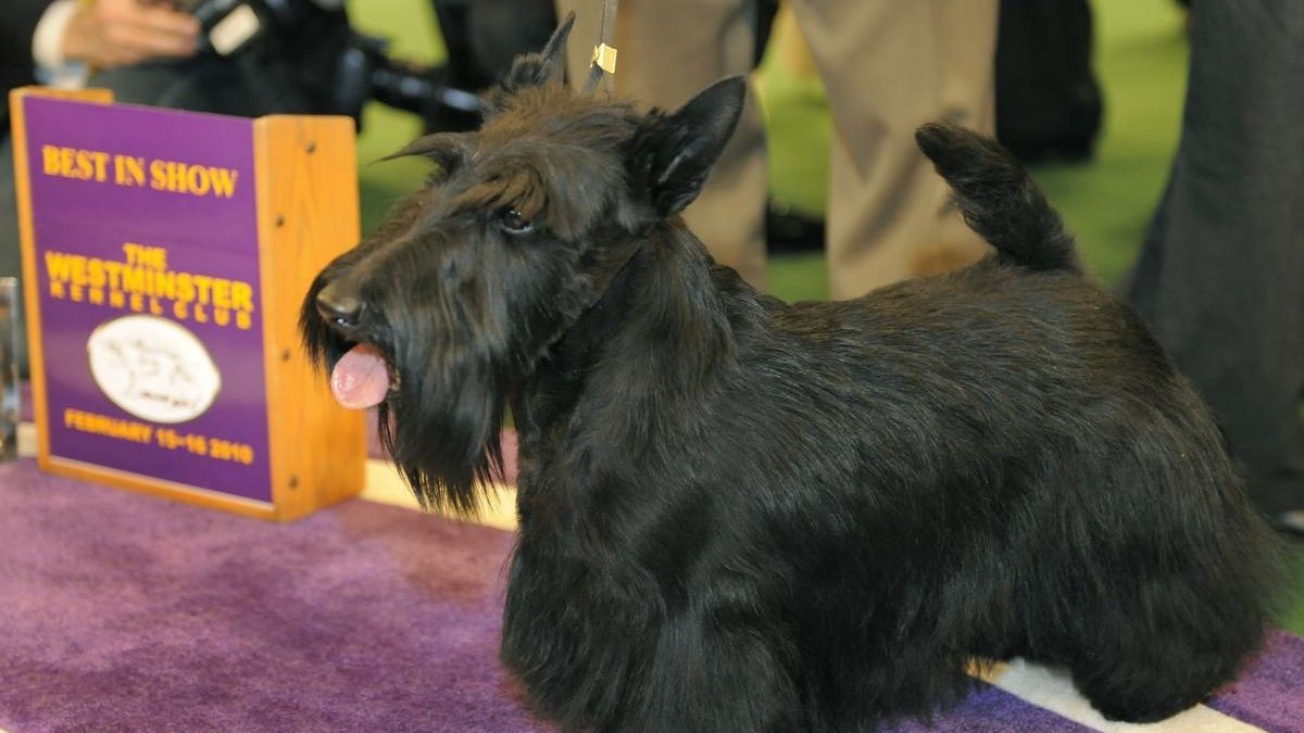 Sadie the Scottie wins Westminster as LI pooch falls short Newsday
