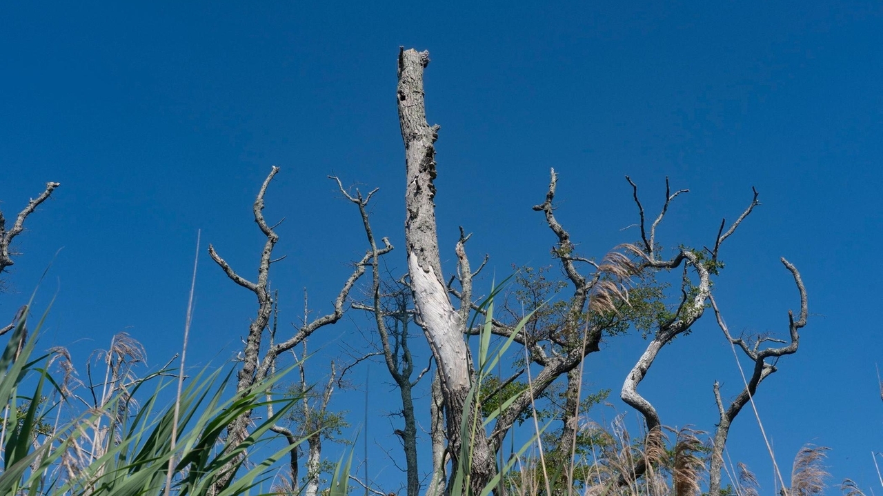 Climate change creating 'ghost forests' on Long Island
