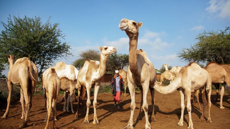 Abdullahi Mohamud, a herder, looks after his camels near a...