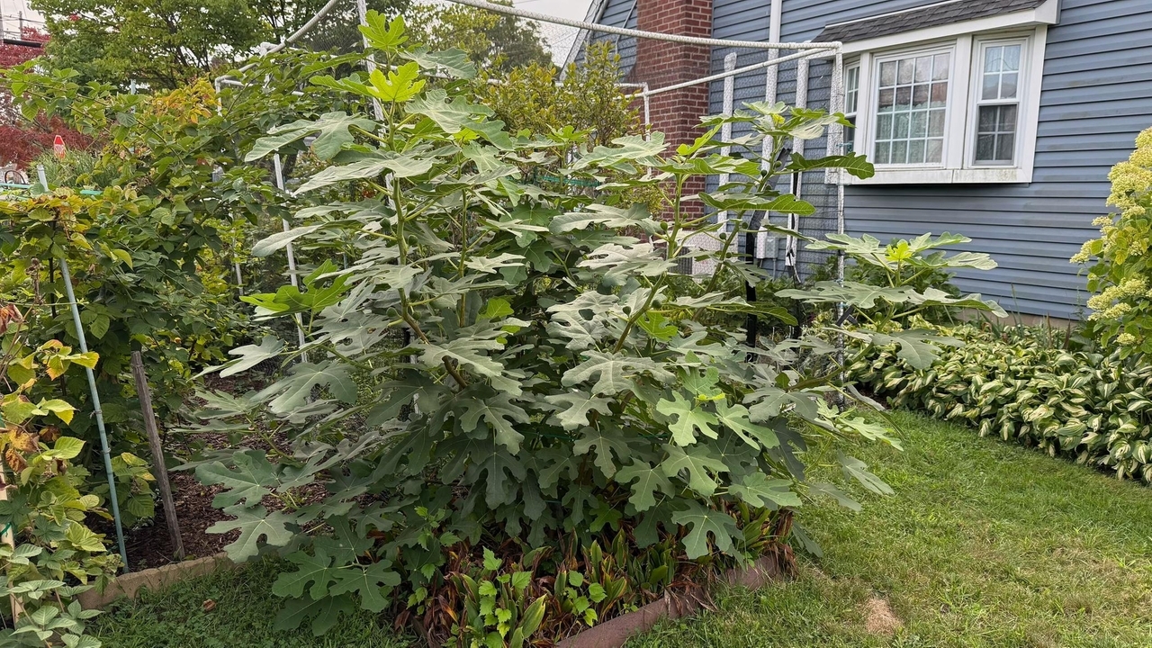 My fig tree came back, just like we all can