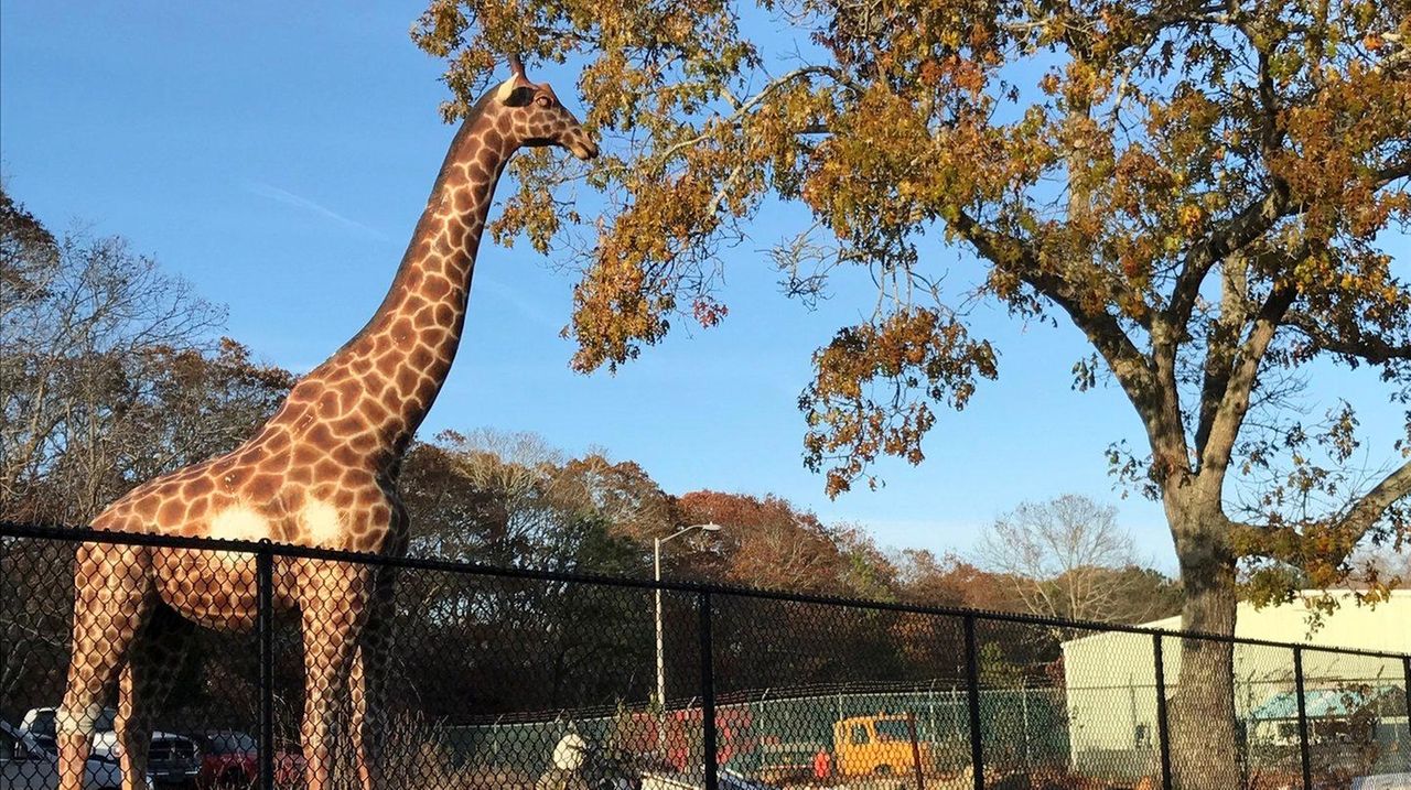 Impounded Giraffe Statue Sold To Highest Bidder For 3 333 Newsday   1280