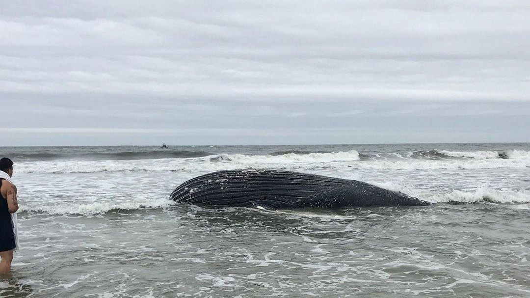 Officials: Dead Juvenile Whale Washes Up On Long Beach Shore - Newsday