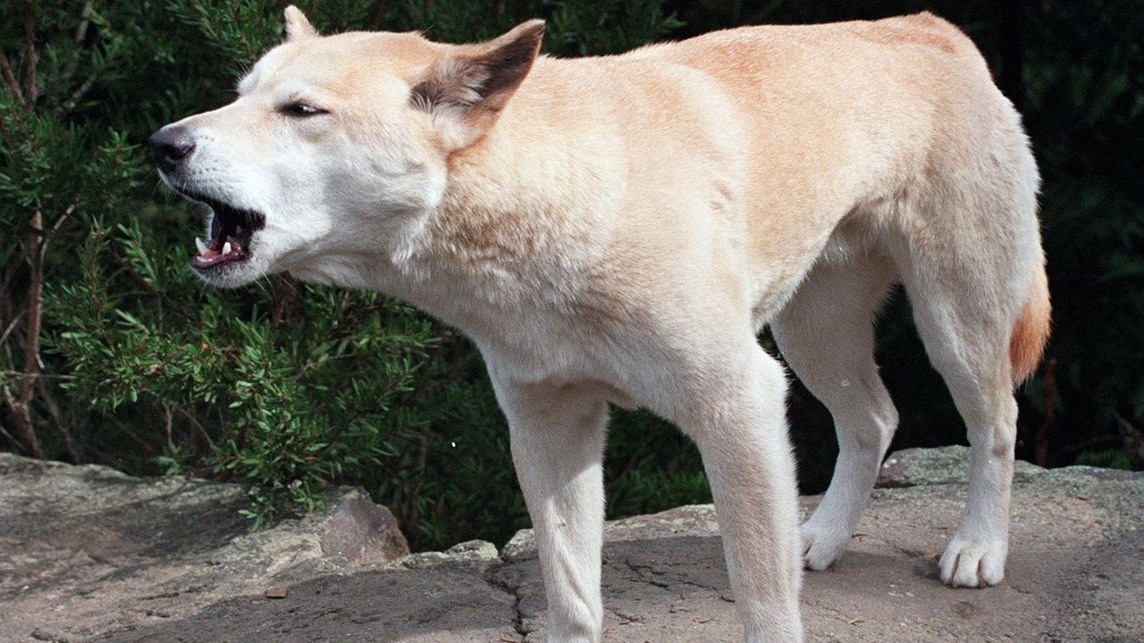 Canadian woman found dead on Australian beach in suspected dingo attack