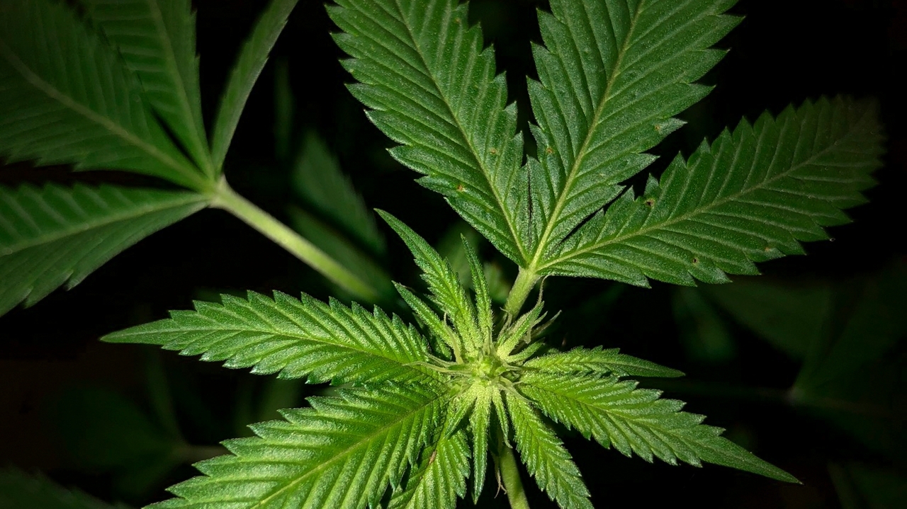 More small businesses can sell cannabis at farmers' markets, pop-up events under new NYS law