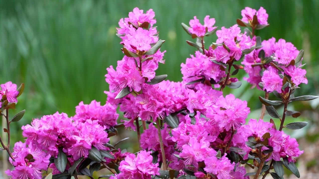Landcraft Garden Foundation opens to the public in Mattituck Newsday