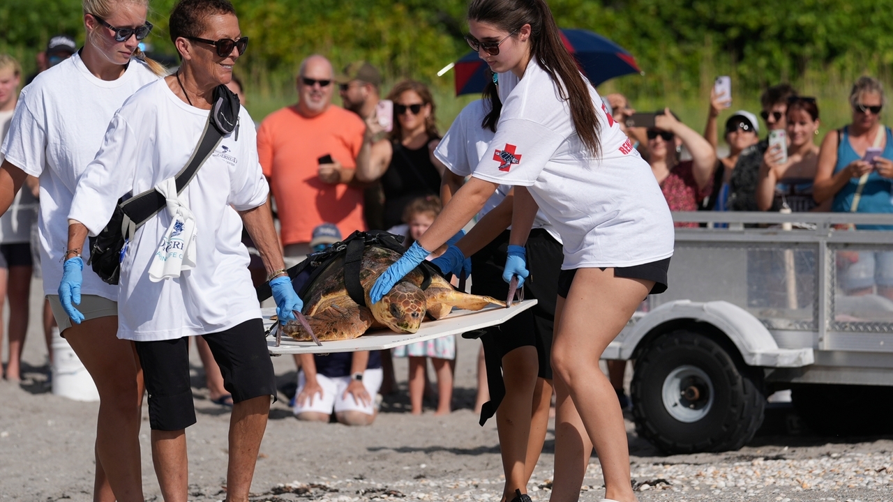 Subadult loggerhead sea turtle returns to Atlantic Ocean in Florida ...