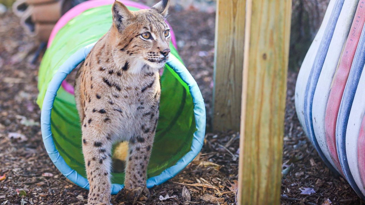 Lynx rescued in Central Islip has new home at Holtsville Ecology Site