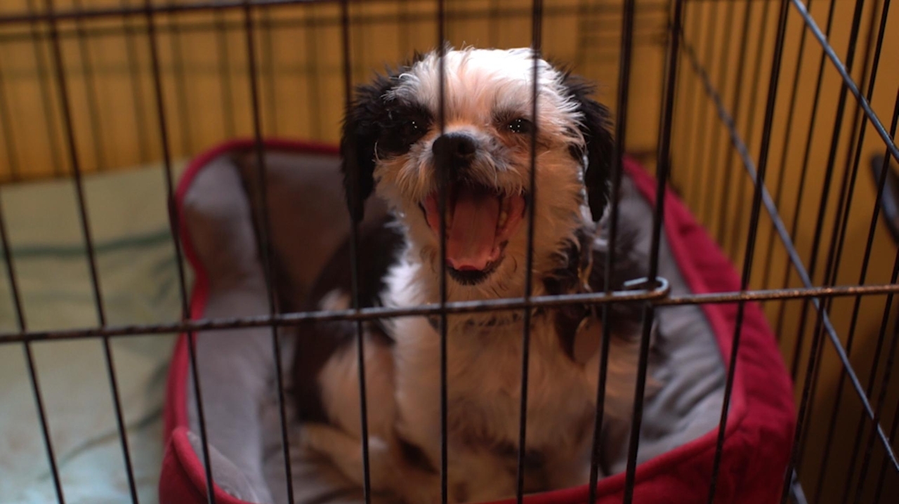 30 dogs rescued from kill shelters ready for adoption - Newsday