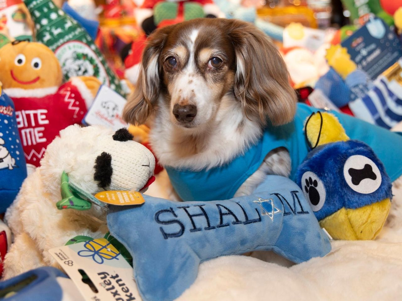 Chewy's Editors Pick the Best Holiday Pet Gifts of 2023