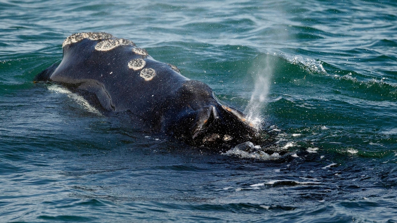 Georgia congressman wants to block US agency from slowing boats to protect endangered whales - Vimarsana News